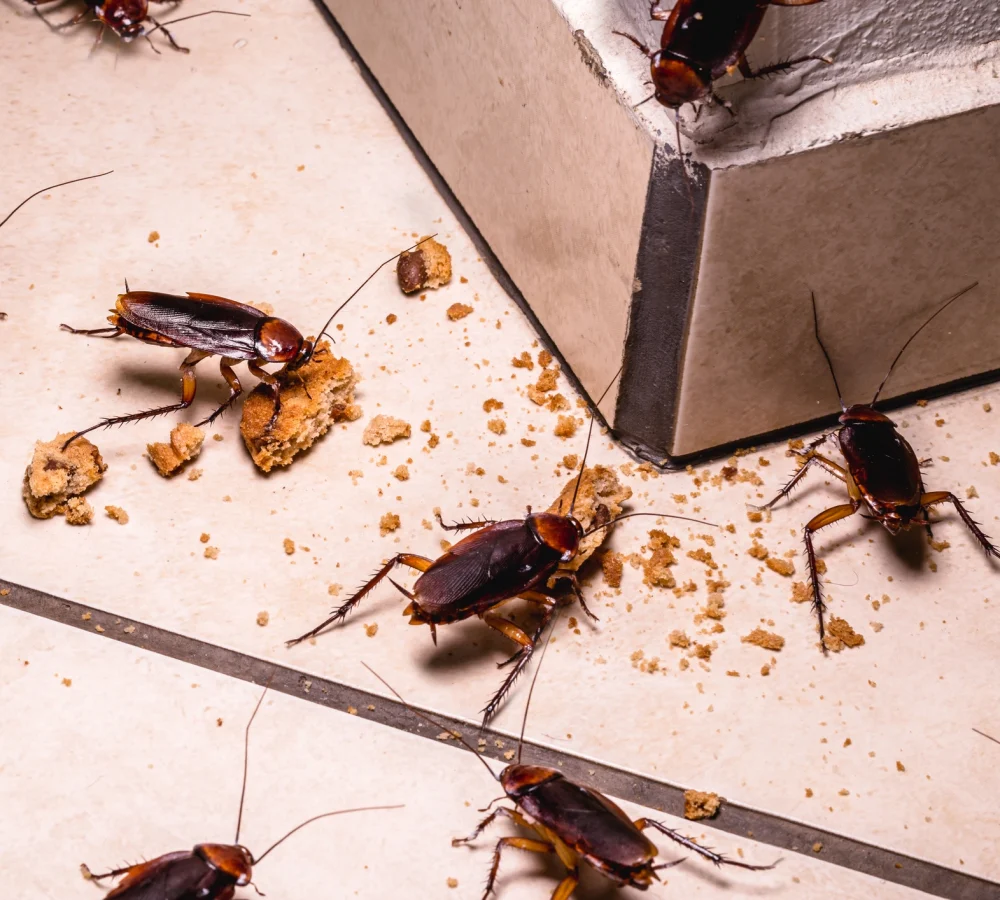 jcehrlich-stock-infestation-of-cockroaches-on-kitchen-floor-1285356983